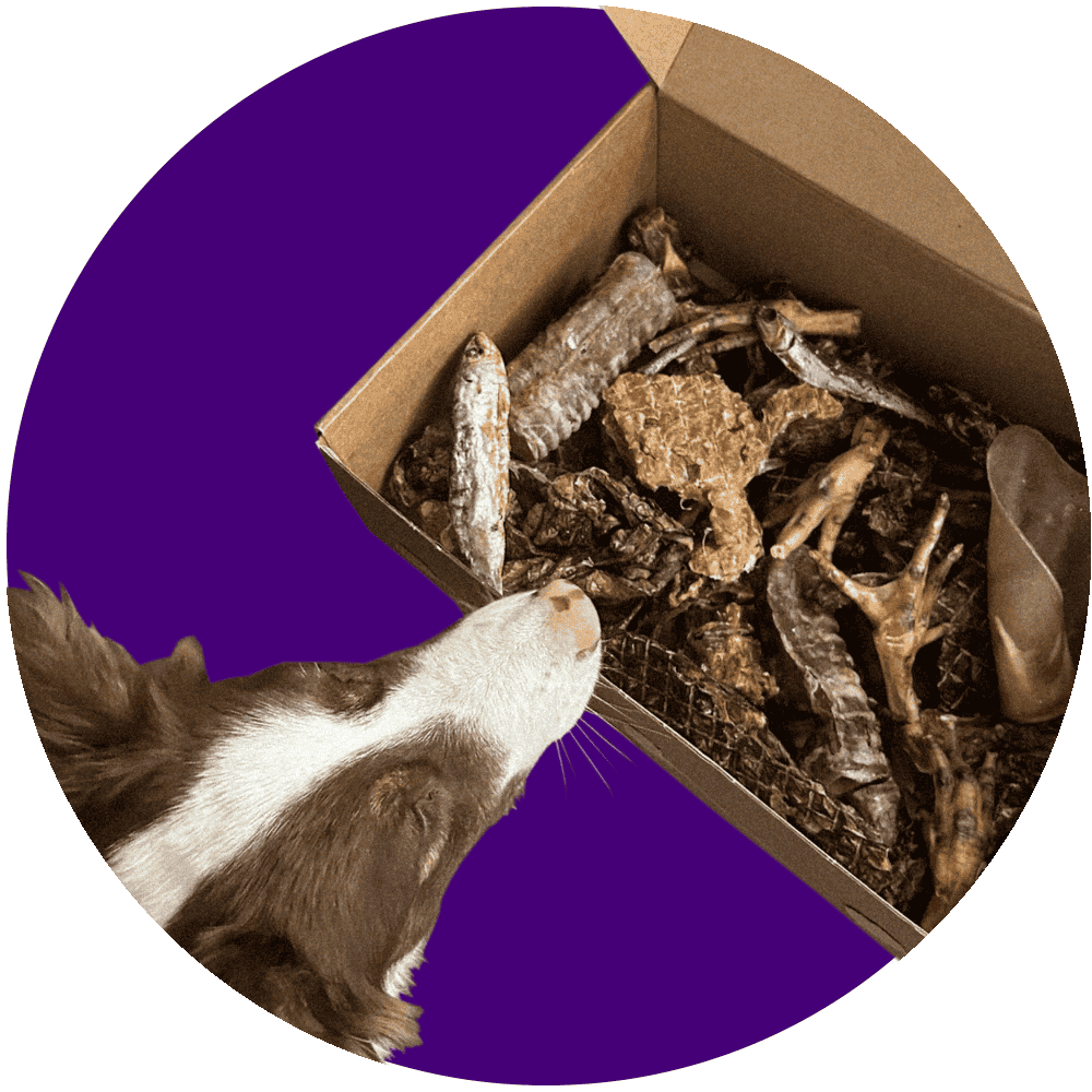 Alimento para perros